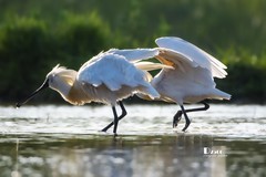 庄河鹭泊湖（62）