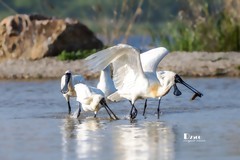 庄河鹭泊湖（62）