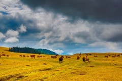 新疆喀拉峻草原 16