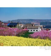 桃花盛开的村庄