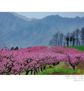 桃花盛开的村庄