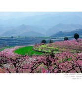 桃花盛开的村庄