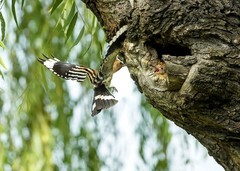 戴胜育雏（27）