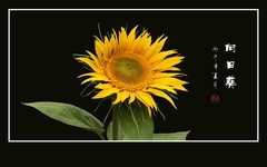 葵花象阳又向阳，花瓣金黄蕊金黄