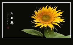 葵花象阳又向阳，花瓣金黄蕊金黄