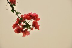 2026花卉植物赏析【13】
