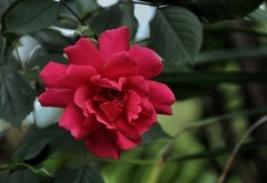 2026花卉植物赏析【13】