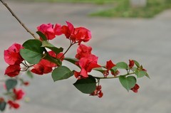 2026花卉植物赏析【13】