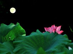 【视觉光影】夏 日 荷 莲 （12）