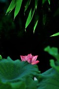 【视觉光影】夏 日 荷 莲 （12）