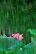 【视觉光影】夏 日 荷 莲 （12）