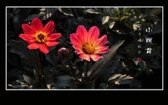 蜂蝶恋上小丽花