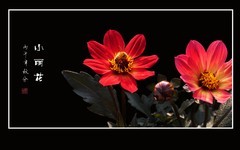 蜂蝶恋上小丽花