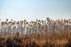 庐州印象（549）