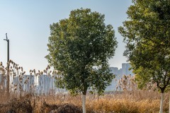 庐州印象（549）