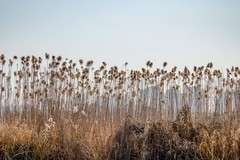 庐州印象（549）