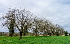 早春原野
