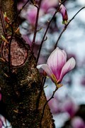 春花初放