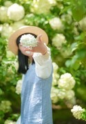 紫凤公园木绣球3