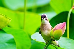 荷尖上的小鸟