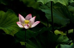 夏日——泉城公园的荷花