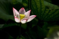 夏日——泉城公园的荷花