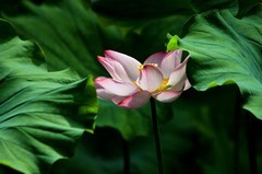 夏日——泉城公园的荷花