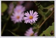 小菊花【410】