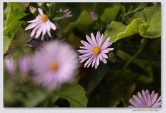 小菊花【410】