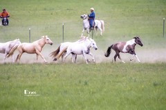 骏马驰骋（24）