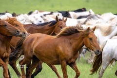 骏马驰骋（24）