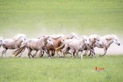 骏马驰骋（24）