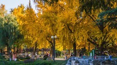 大 连 儿 童 公 园 秋 韵 （ 二 ）