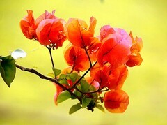 1254【不老松：二游海南纪实】临高长島兰湾的橙红色三角梅!(1)