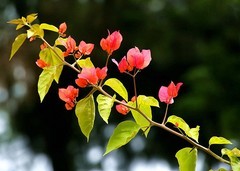 1254【不老松：二游海南纪实】临高长島兰湾的橙红色三角梅!(1)