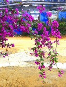 1255【不老松：二游海南纪实】临高长島兰湾的紫色三角梅!(2)