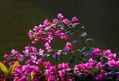 1255【不老松：二游海南纪实】临高长島兰湾的紫色三角梅!(2)