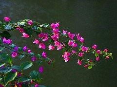 1255【不老松：二游海南纪实】临高长島兰湾的紫色三角梅!(2)