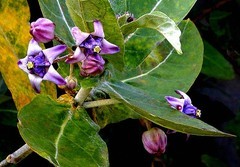 1256【不老松：二游海南纪实】临高长島兰湾的牛角花！