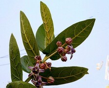 1256【不老松：二游海南纪实】临高长島兰湾的牛角花！