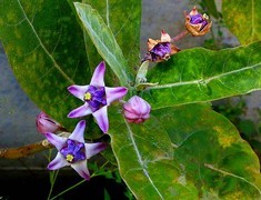 1256【不老松：二游海南纪实】临高长島兰湾的牛角花！