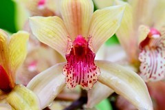 虎头兰花开