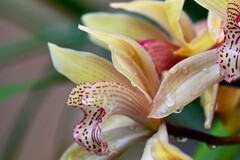 虎头兰花开