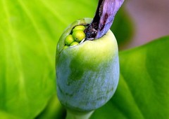 1458【不老松：二游海南纪实】临高长島兰湾的海芋！