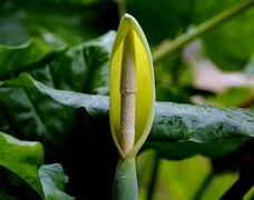 1458【不老松：二游海南纪实】临高长島兰湾的海芋！