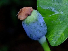 1458【不老松：二游海南纪实】临高长島兰湾的海芋！