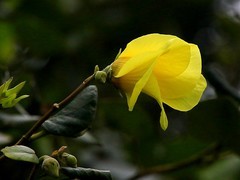 1459【不老松：二游海南纪实】临高长島兰湾的黄槿！