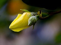 1459【不老松：二游海南纪实】临高长島兰湾的黄槿！