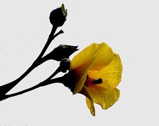 1459【不老松：二游海南纪实】临高长島兰湾的黄槿！