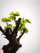 2025.4.4春天的花（17）